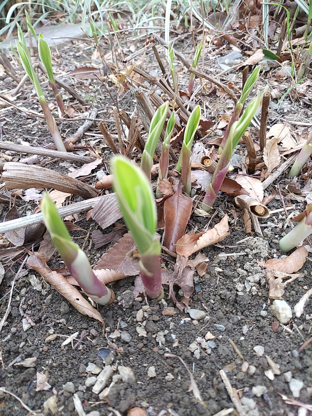 今年も「紫蘭(シラン)」の芽が! 春はすぐそこに | 株式会社エフ設計コンサルタント