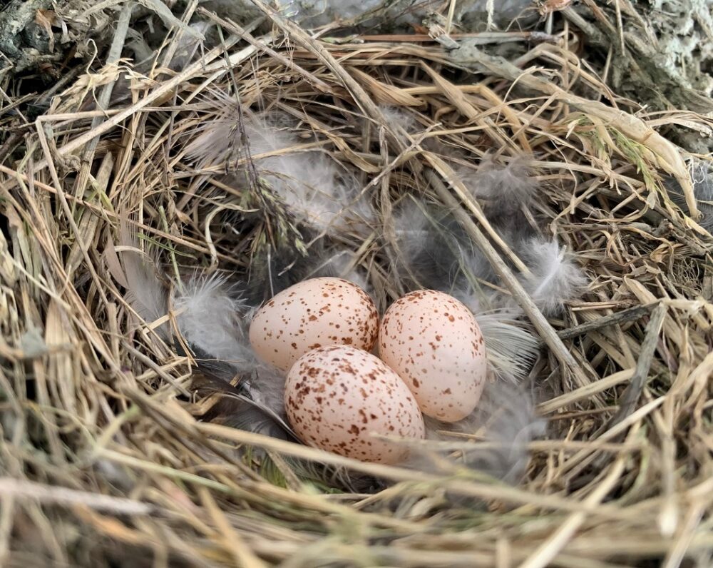 今年もツバメがやってきた 株式会社エフ設計コンサルタント